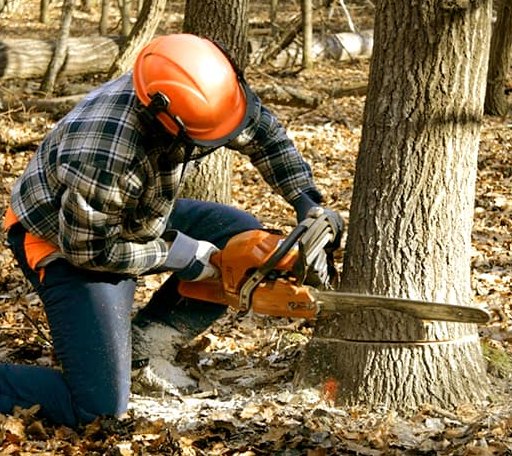 Tree Removal in Saint Paul, IN
